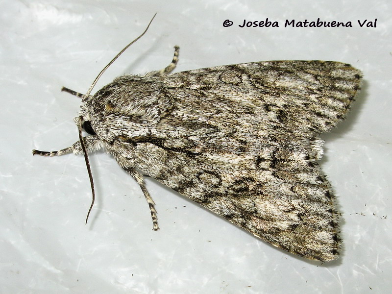 Acronicta aceris - Noctuidae